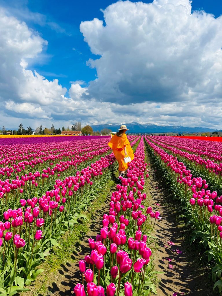 skagit tulip festival