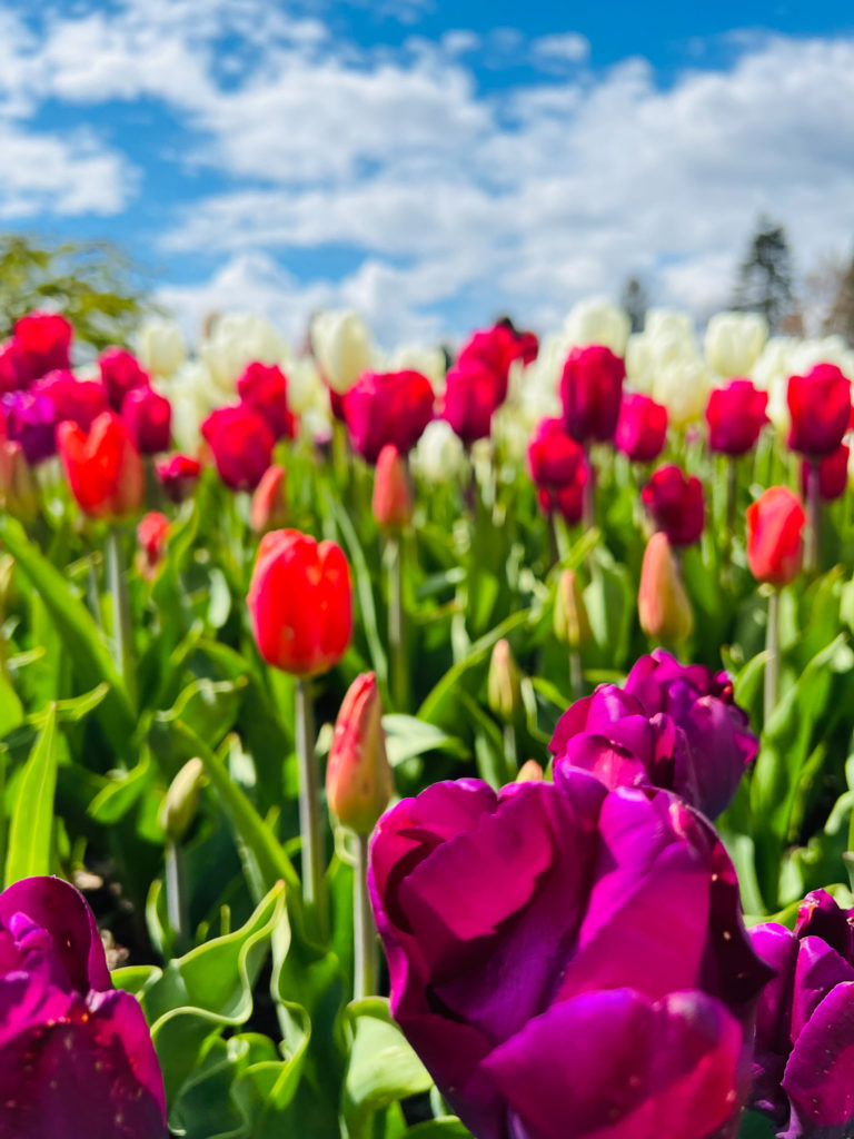 skagit tulip festival